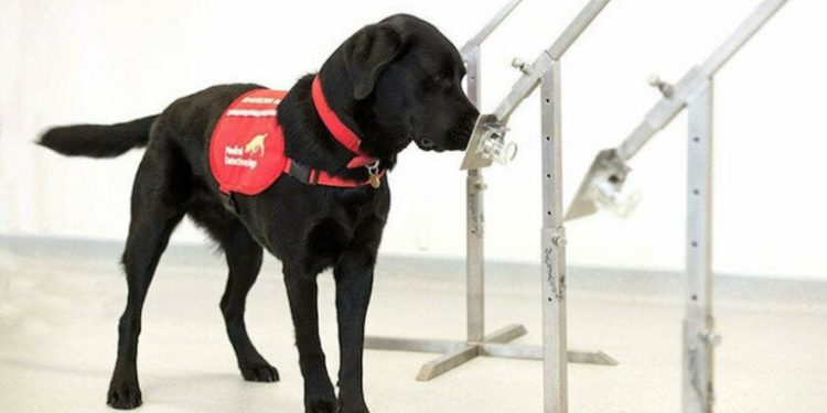 İngiltere’de arama köpekleri koronavirüs tespiti için eğitiliyor
