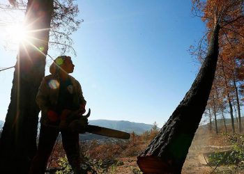 Yanan orman ağaçları “dikili satış” yöntemiyle odun olarak satılacak