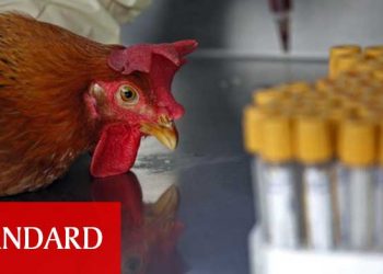 Koronavirüs henüz bitmeden İngiltere’de kuş gribi salgını patlak verdi