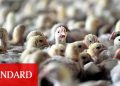 Son Dakika: İngiltere’de ‘kuş gribi’ alarmı