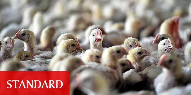 Son Dakika: İngiltere’de ‘kuş gribi’ alarmı