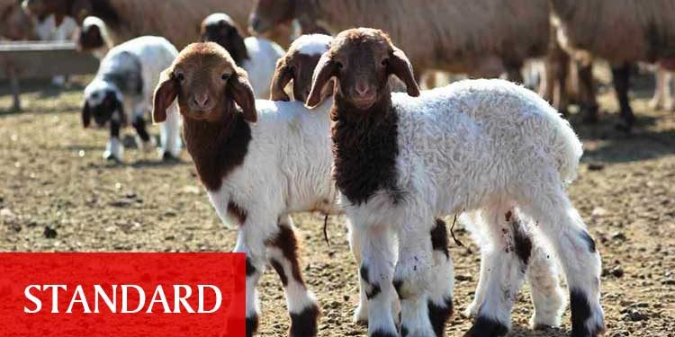 Küçükbaş hayvan bildirimleri için son tarih 31 Aralık
