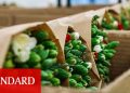 150 milyon dal Noel çiçeği, ya çöp olacak ya da çöp fiyatına satılacak