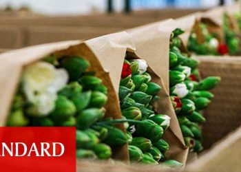150 milyon dal Noel çiçeği, ya çöp olacak ya da çöp fiyatına satılacak