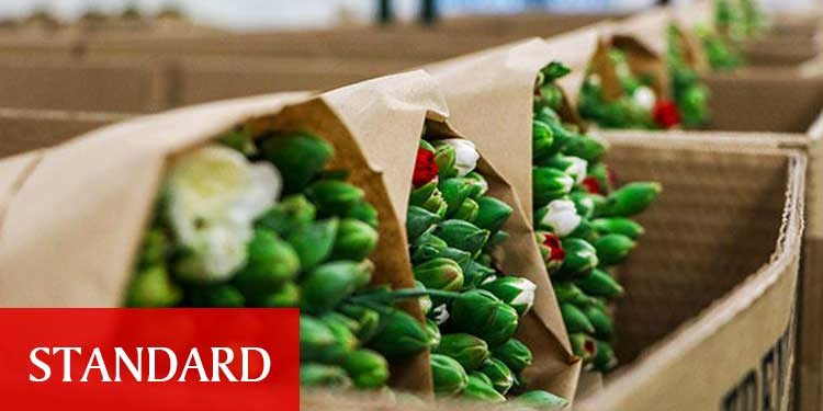 150 milyon dal Noel çiçeği, ya çöp olacak ya da çöp fiyatına satılacak