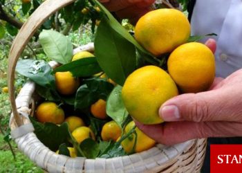 Narenciye üreticileri ürün fiyatlarından şikayetçi