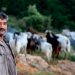 Güney, hellimin tesciliyle birlikte zirai sektöre 97 milyon Euro aktaracak