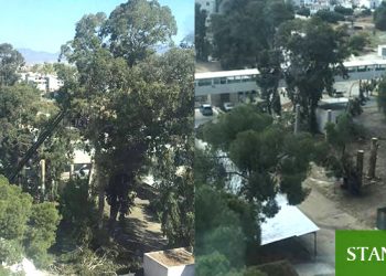 Derin budama adı altında ağaç katliamı