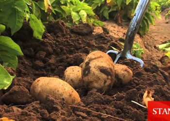 Patates don zararı askı listeleri hazırlandı