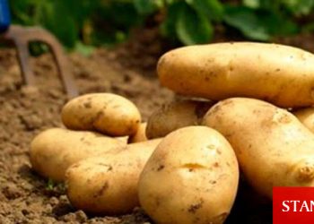 İlkbahar Patates Askı Listesi asıldı