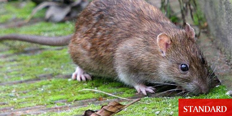 MİK zehir ihalesini oyalarken, sıçanlar bahçeleri talan ediyor