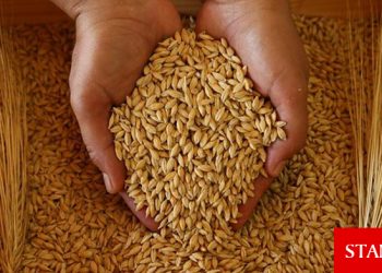 TÜK’ün ithal edeceği arpa satış fiyatına destek ödemesi