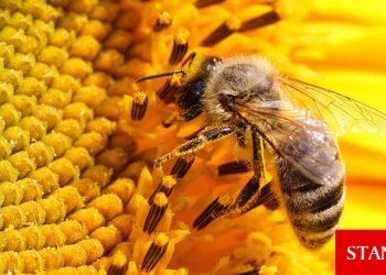 Arıcılık faaliyeti yapan işletmelerin gelir desteği için son kayıt tarihi 15 Ekim