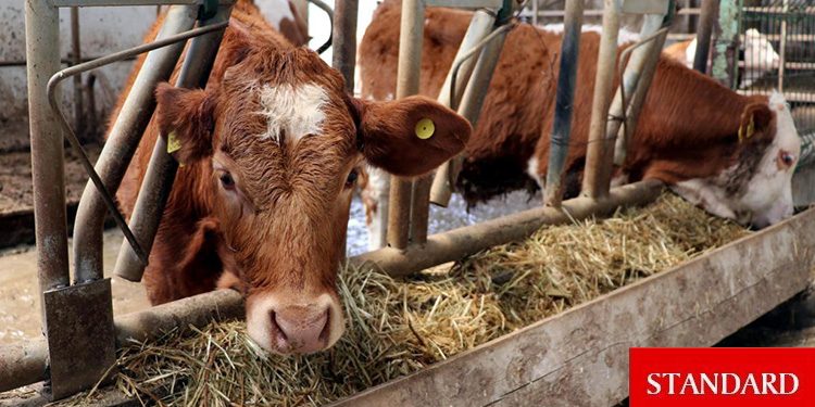 Hayvanları zarar gören üreticiler tazmin edilecek