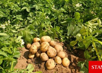 Sonbahar patates alanları için itiraz süresi uzatıldı