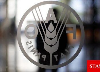 FAO: Balıkçılıkta aşırı avlanma baskısı sürüyor