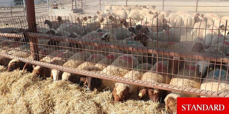 154 adet küçükbaş dağıtımı yapılacak