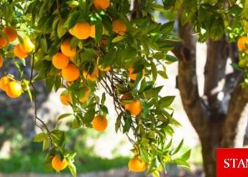 Narenciye üreticileri “yok olmamak” için eyleme gidiyor