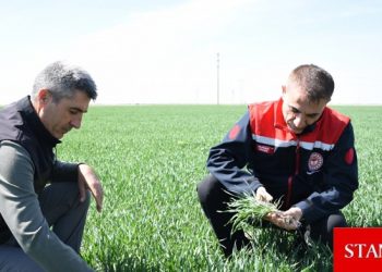 Tahıl ambarı Konya’da hububat ürünlerinde bitki gelişimi güzel ilerliyor