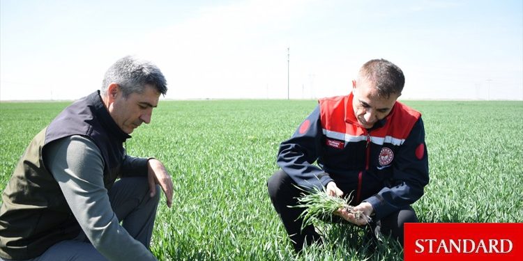 Tahıl ambarı Konya’da hububat ürünlerinde bitki gelişimi güzel ilerliyor
