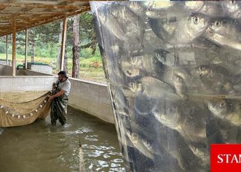 Bolu’da su ürünleri istasyonunda ilk kez mersin balığı üretimine başlandı