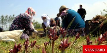 Samsun’da özel izinle yetiştirilen salep orkidesi üreticisine gelir sağlıyor