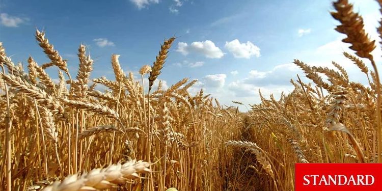 Küresel gıda fiyatları yeniden alarm veriyor