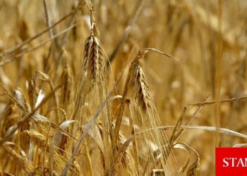 TÜK duyurdu: Hibe arpa almayan üreticiler için süre cumaya kadar uzatıldı