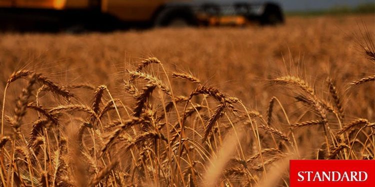 Arpa ve buğdayda hasadı aceleye getirmek ülke ekonomisinde kayıp yaşatıyor