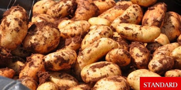 İlkbahar patates üretim dönemi askı listelerine itiraz süreci başladı