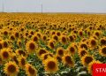 Yağlık ayçiçeği üretiminde lider olan Edirne, çerezlik ayçiçeğinde de söz sahibi olmayı hedefliyor