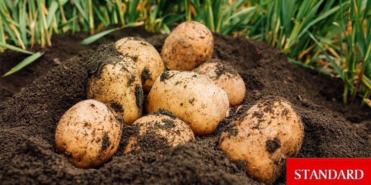 İlkbahar patates üretim dönemi askı listelerine itiraz süreci başladı