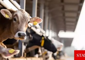 Türkiye’de inek sütü üretimi mayısta rekor düzeyi buldu