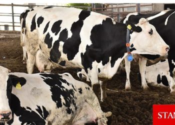 Veteriner Dairesi’nde 1 adet 12 aylık dişi melez büyükbaş hayvan satışı