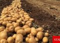 Patates Güney’de de zamlandı!