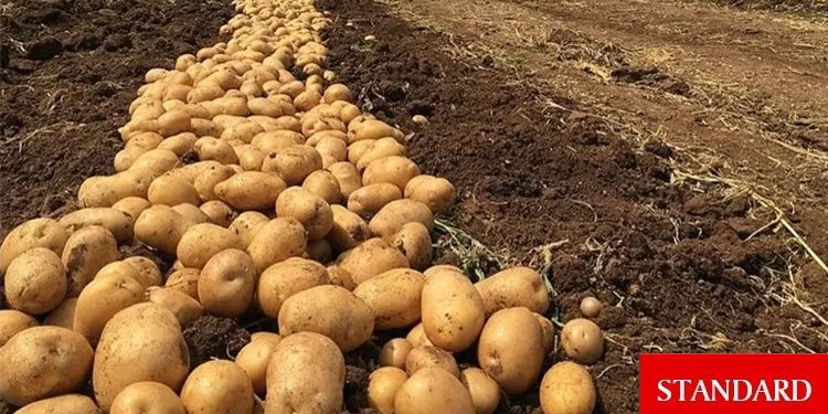 Patates Güney’de de zamlandı!