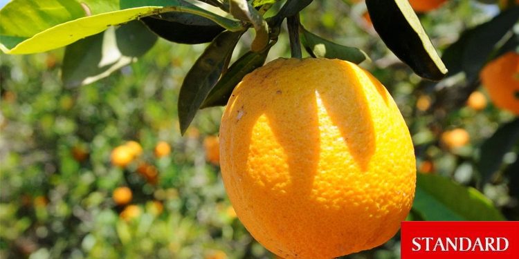 2023-2024 narenciye sezonunda dalında kalan ürün için ödemeler yapıldı