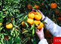 Narenciye üreticilerinden hükümete ödeme çağrısı