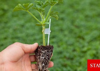 Fide desteği için üreticilerden 3 Ekim’e kadar başvuru kabul ediliyor