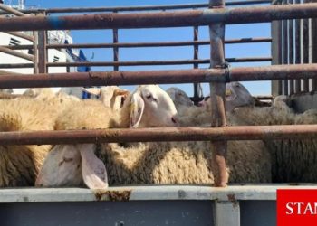 İspanya’dan getirilen 4 bin 804 küçükbaş hayvan kayıpsız ulaştı