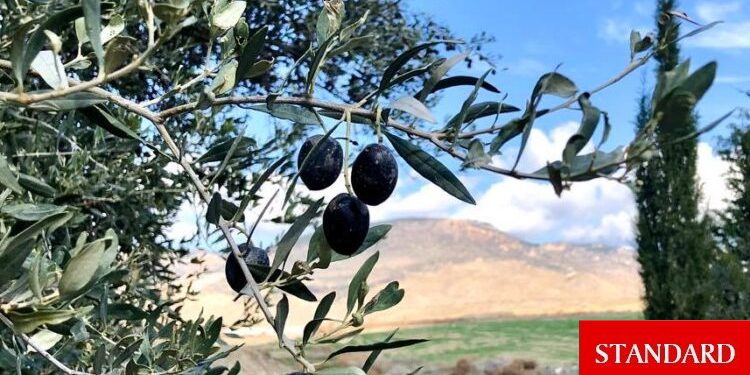 Tarım ve Doğal Kaynaklar Bakanlığı: Zeytin üreticilerine ilk kez dolu tazminat ödemesi gerçekleştirildi
