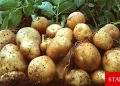 Patates ekimi yapılan araziler için son beyan tarihi 16 Şubat