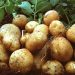 Patates ekimi yapılan araziler için son beyan tarihi 16 Şubat