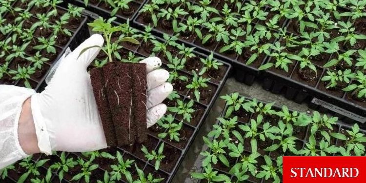 2025 yılı fide destek ödemeleri yapıldı: 171 üreticiye toplam 15 milyon 630 bin TL ödendi