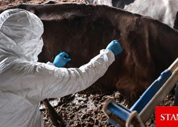 Güney Kıbrıs’a 50 bin doz şap aşısı daha teslim edildi: Toplamda 60 bin doza ulaştı