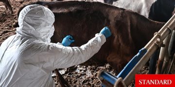 Güney Kıbrıs’a 50 bin doz şap aşısı daha teslim edildi: Toplamda 60 bin doza ulaştı