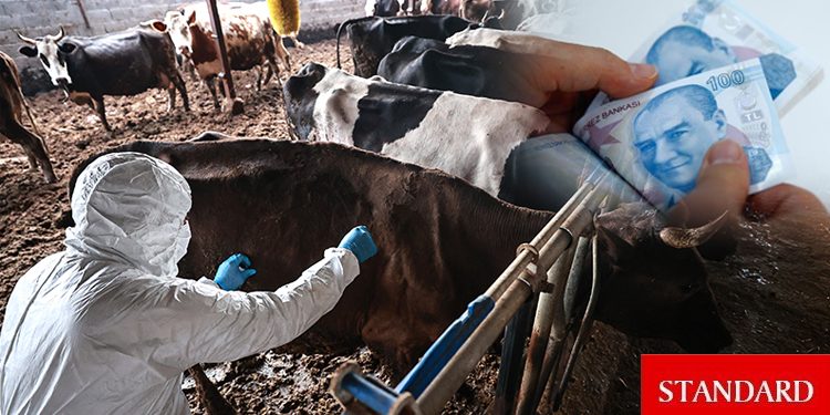 Şap hastalığı tazminatları ödendi